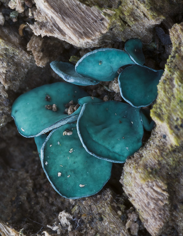 Chlorociboria aeruginascens